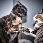 Is Your Cat Sudden Aggression a Sign of Stress?