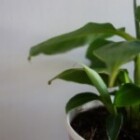 Exploring The Benefits Of Sustainable Living?