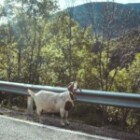 Can You File A Claim If An Animal On The Road Caused Your Accident?